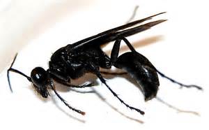 Great Black Wasp Bugguidenet