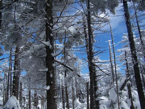 Winter Boreal Forest Canadian Wildlife Magazine