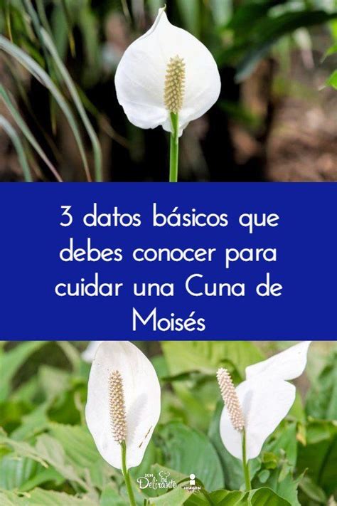 3 datos básicos que debes conocer para cuidar una cuna de moisés plants garden flowers