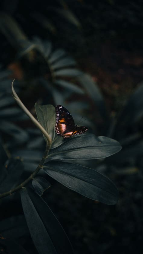 Download Wallpaper 1350x2400 Butterfly Insect Plant Macro Closeup