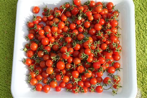 Wild Sweetie Tomato Seeds Most Popular Seeds