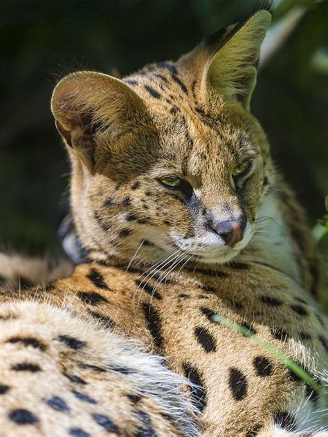 Lying Serval Serval Cats Cats Serval