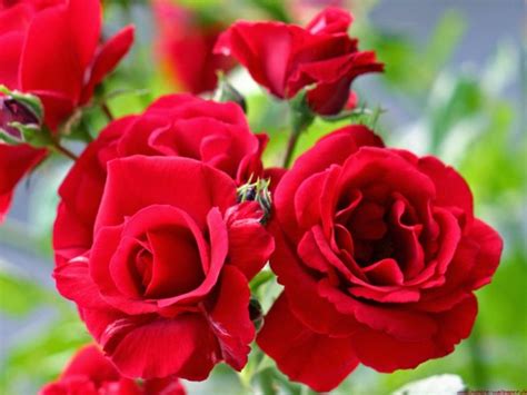 8 Tanaman Hias Bunga Yang Sering Digunakan Untuk Mempercantik Halaman