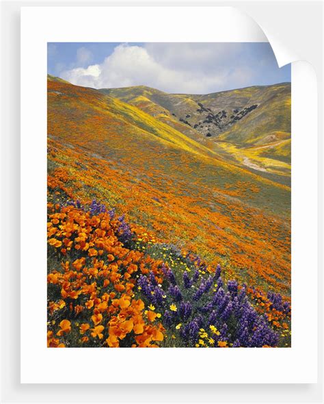 Hillside Wildflowers In Bloom Posters And Prints By Corbis