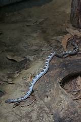 Images of Gray Rat Snake