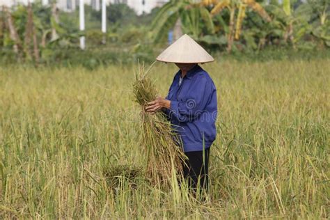 Farmer Is Harvesting Rice Plant Editorial Stock Image Image Of