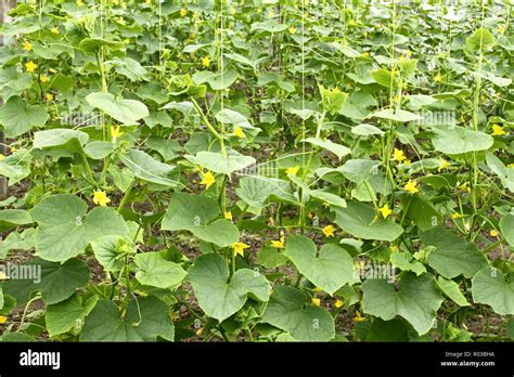 Cucumbers Plants Flowering In Film Greenhouses The Rapid Growth In
