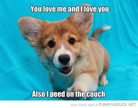 91 Best Images About Corgi On Pinterest Funny Funny