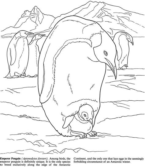 Image Result For Penguins Habitat Coloring Pages With Images