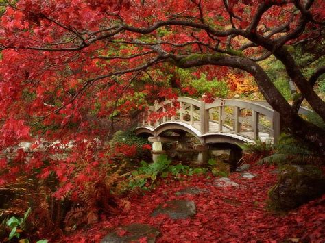 日本、 紅葉、 秋、 橋、 小川、 木、 Hdデスクトップの壁紙 Wallpaperbetter
