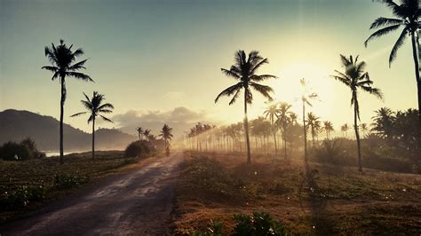 Palm Road Sunset Wallpaper Hd Nature 4k Wallpapers Images And