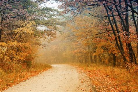 Road In The Autumn Forest Stock Image Image Of Grass 13475783