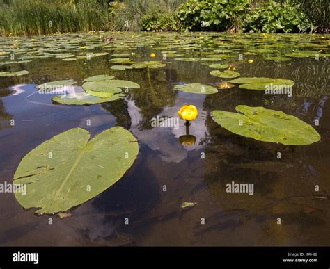 Yellow Water Lily Nuphar Lutea Hi Res Stock Photography And Images Alamy