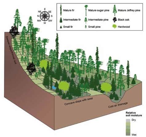 Forest Ecosystem Diagram