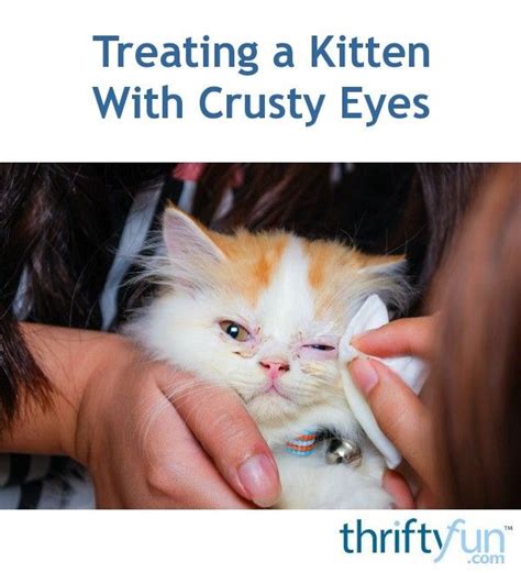 Treating A Kittens Eyes Kitten Eyes Kitten Eye Infection Cat Eye