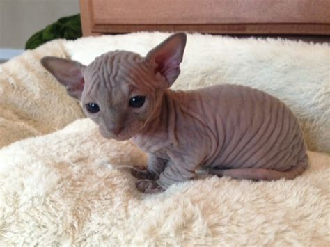 Because sphynx cats are considered to be hairless, they should be kept indoors to protect them from cold temps and sunburns. 20 photos that prove hairless kittens are just adorable ...