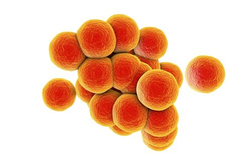 I Feel Sick Staphylococcus Group Food Borne Infection