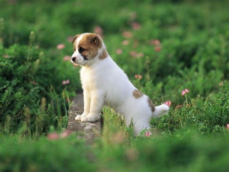 Very Cute Puppy Wallpapers Top Free Very Cute Puppy Backgrounds