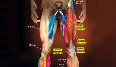 Anatomía De Los Músculos De La Rodilla Conoce Sus Orígenes Funciones