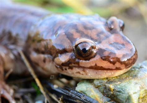 Chinese Officials Caught Feasting On Endangered Giant Salamander