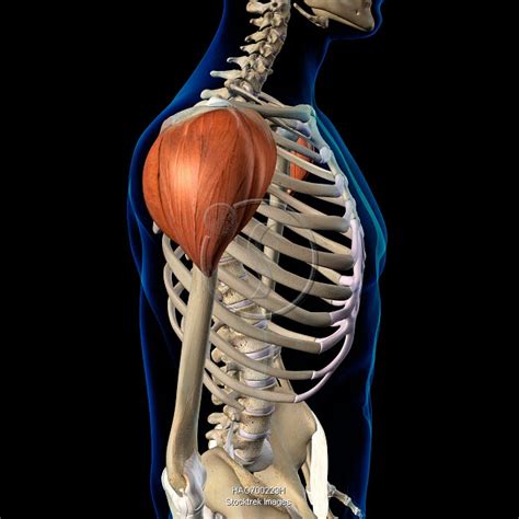 Deltoid Muscles Isolated In Lateral View With Human Skeleton Anatomy