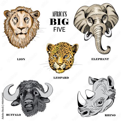Collection Of Animals From Africas Big Five Vector Illustration On