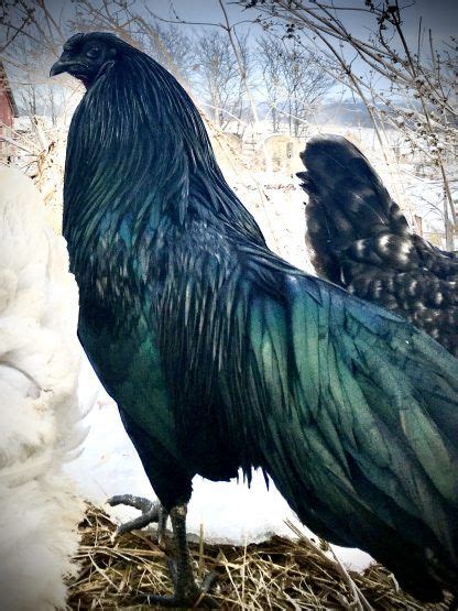 Black Sumatra Chicken Baby Chicks For Sale Cackle Hatchery Baby