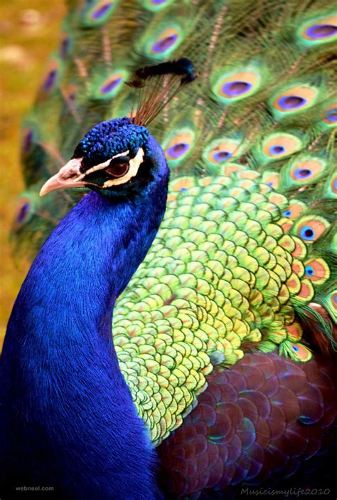 30 Beautiful Peacock Photos And White Peacock Pictures