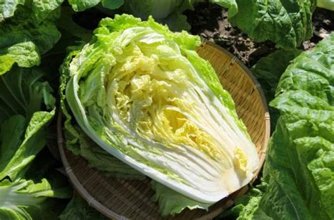 Can Rabbits Eat Chinese Cabbage Or Bok Choy Pet Care