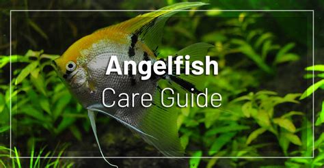 Angelfish Care Guide How To Care For Freshwater Angelfish