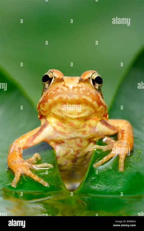 Common Frog Rana Temporaria Juvenile Stock Photo Alamy