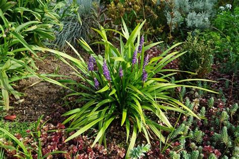 The 12 Best Ground Cover Plants For Slopes Essential Home And Garden