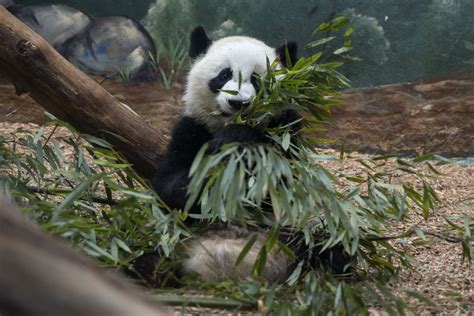 Panda Updates Friday December 14 Zoo Atlanta