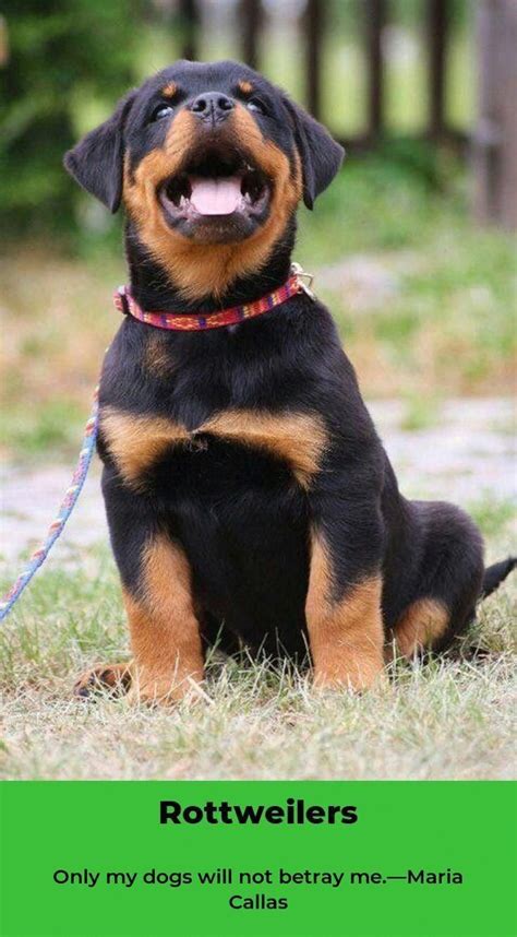 Pin On Love Rottweilers