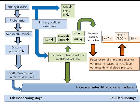 The Nephrotic Syndrome Pathogenesis And Treatment Of