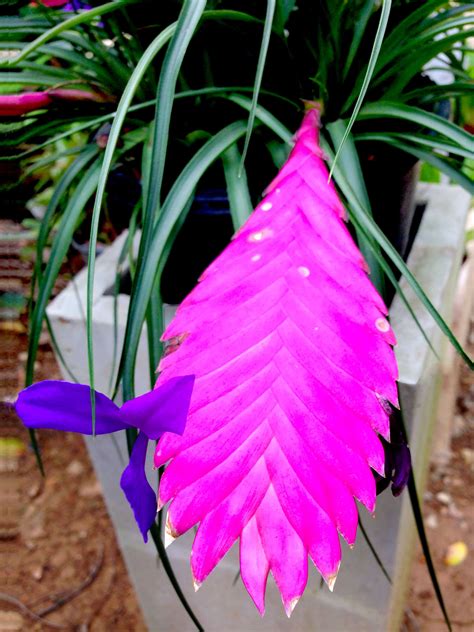 Bring Color Home With Blooming Plants Plantscapers