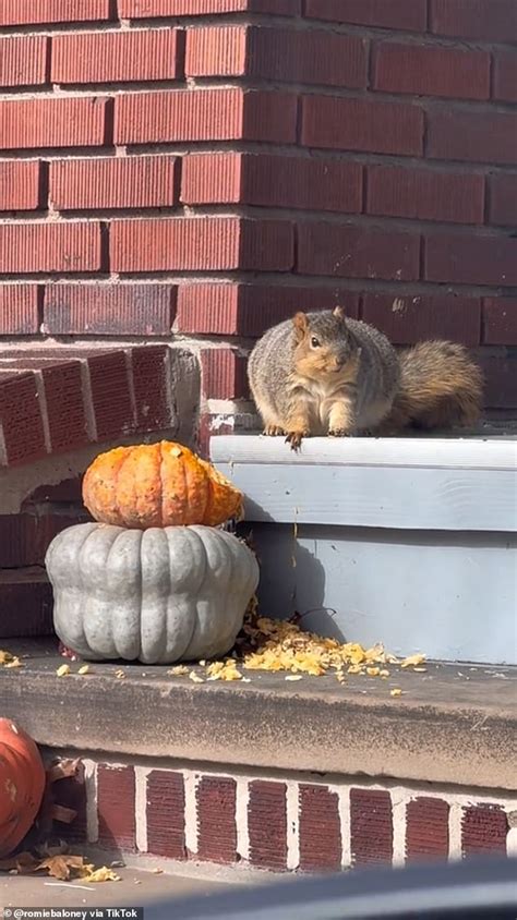 Morbidly Obese Squirrel Has Piled On The Pounds By Eating Ohio Womans