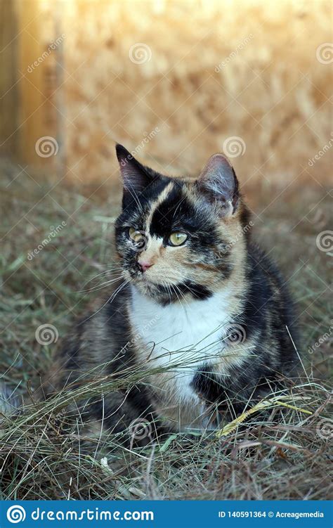Farm Cat Hunting In The Hay Stock Photo Image Of Pets Hunting 140591364