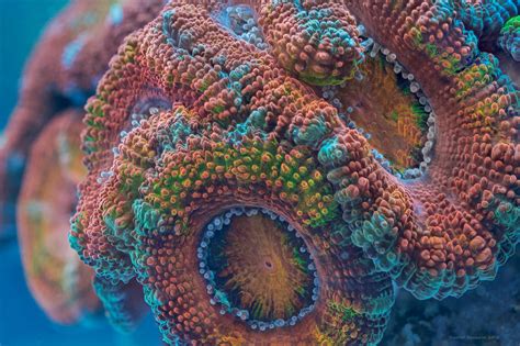Mind Bending Fluorescent Coral Reef Photography
