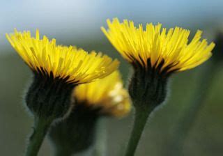 Cat's ear | identify that plant. Hypochaeris maculata - Spotted Cats-ear -- Discover Life ...