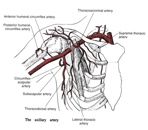 Axillary Artery Branches
