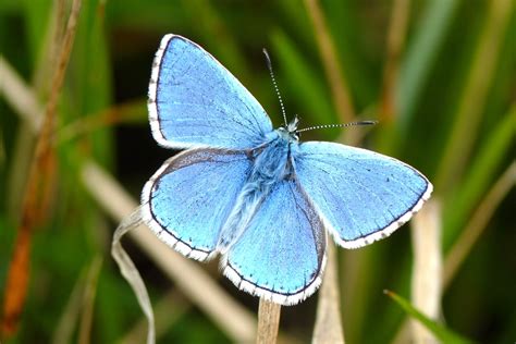 Adonis Blue Male Butterfly Biological Science Picture Directory