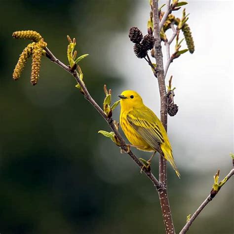 33 Popular Birds With Yellow Bellies You Must Know About