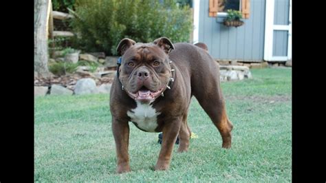 28,324 likes · 1,547 talking about this. Olde English Bulldog, Puppies, Dogs, For Sale, In Columbus ...