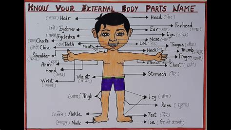 How To Draw Human Body Diagram With Their Parts Name L Drawing Of