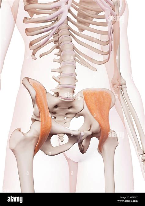 Human Hip Muscles Illustration Stock Photo Alamy