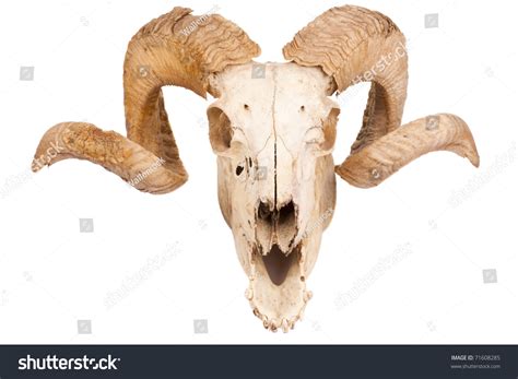 Animal Skull Big Horn Isolated Isolated Stock Photo 71608285 Shutterstock