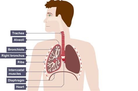 Structure And Function Of The Gas Exchange System Human Respiratory