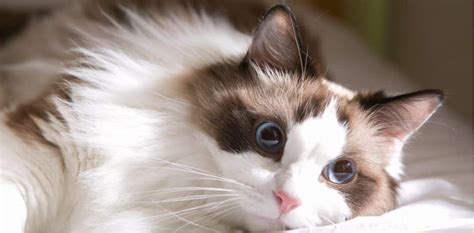 10 Cosas Que Debes Saber Sobre Los Gatos Ragdoll Mascotas