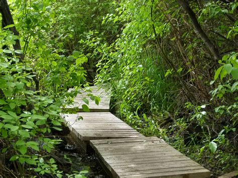 Free Images Tree Water Nature Forest Grass Wilderness Boardwalk